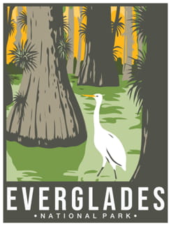 Everglades - Florida