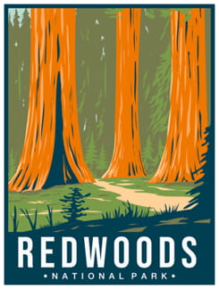 Redwood - California